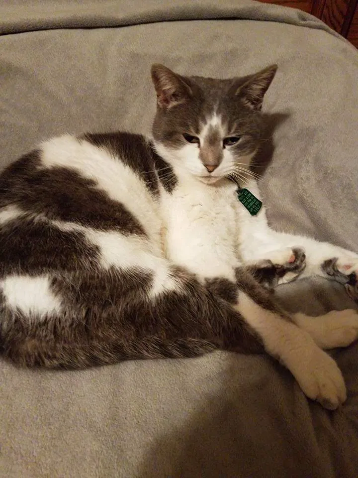 Lost cat in Columbia, MO, 65202