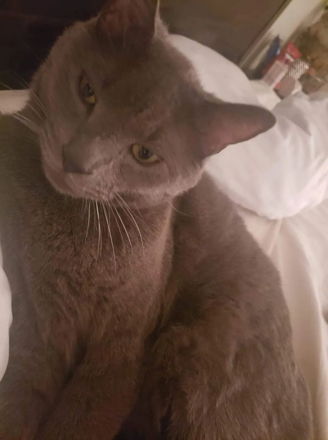 Lost cat in Sun City, AZ, 85373