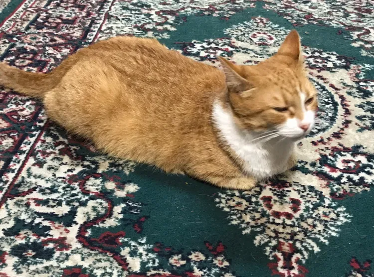 Lost cat in Halethorpe, MD, 21227