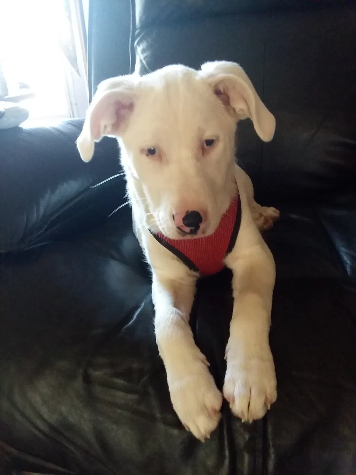 Lost dog in Cherryfield, ME, 4622