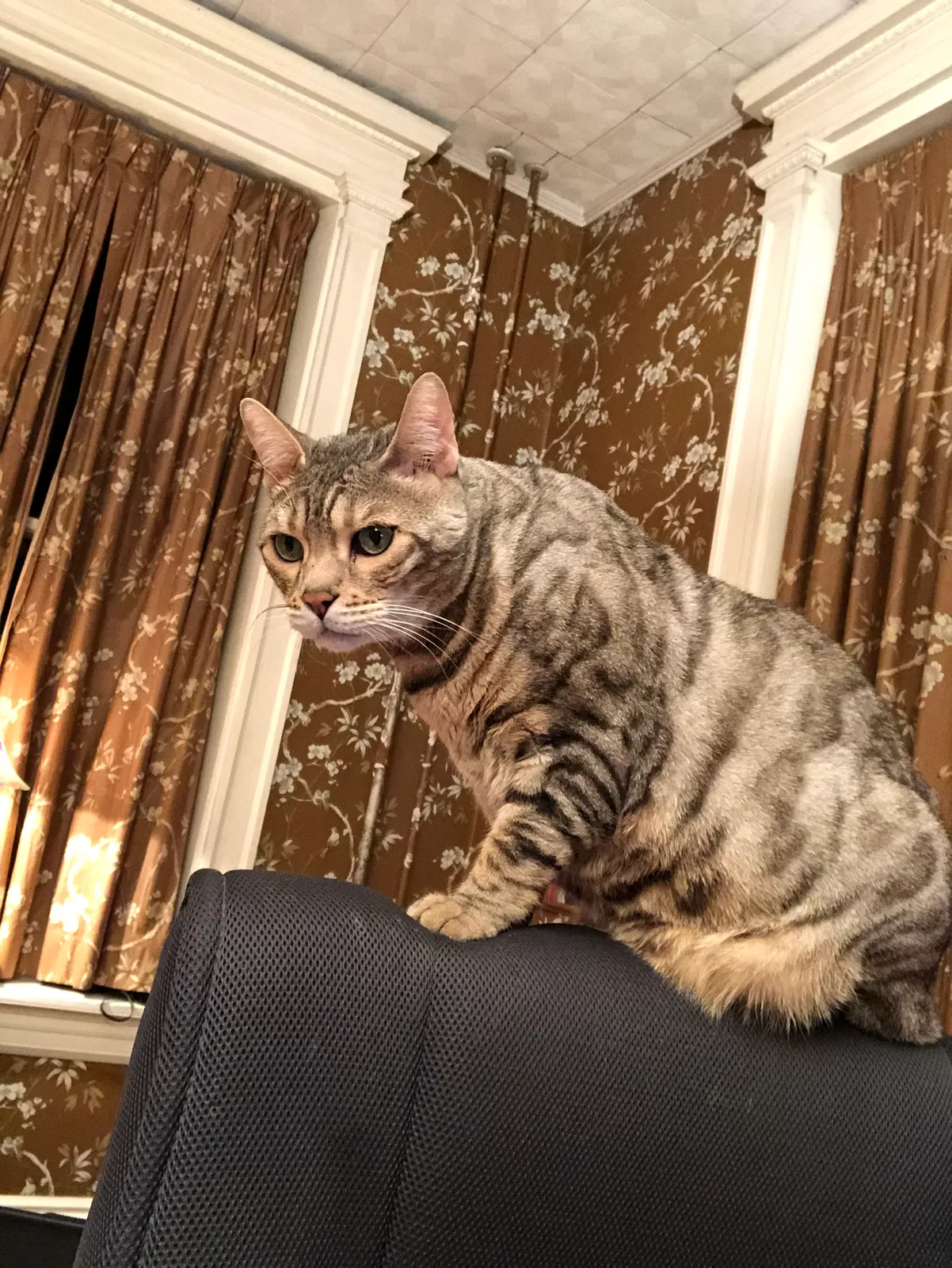 Lost cat in Mountville, PA, 17554