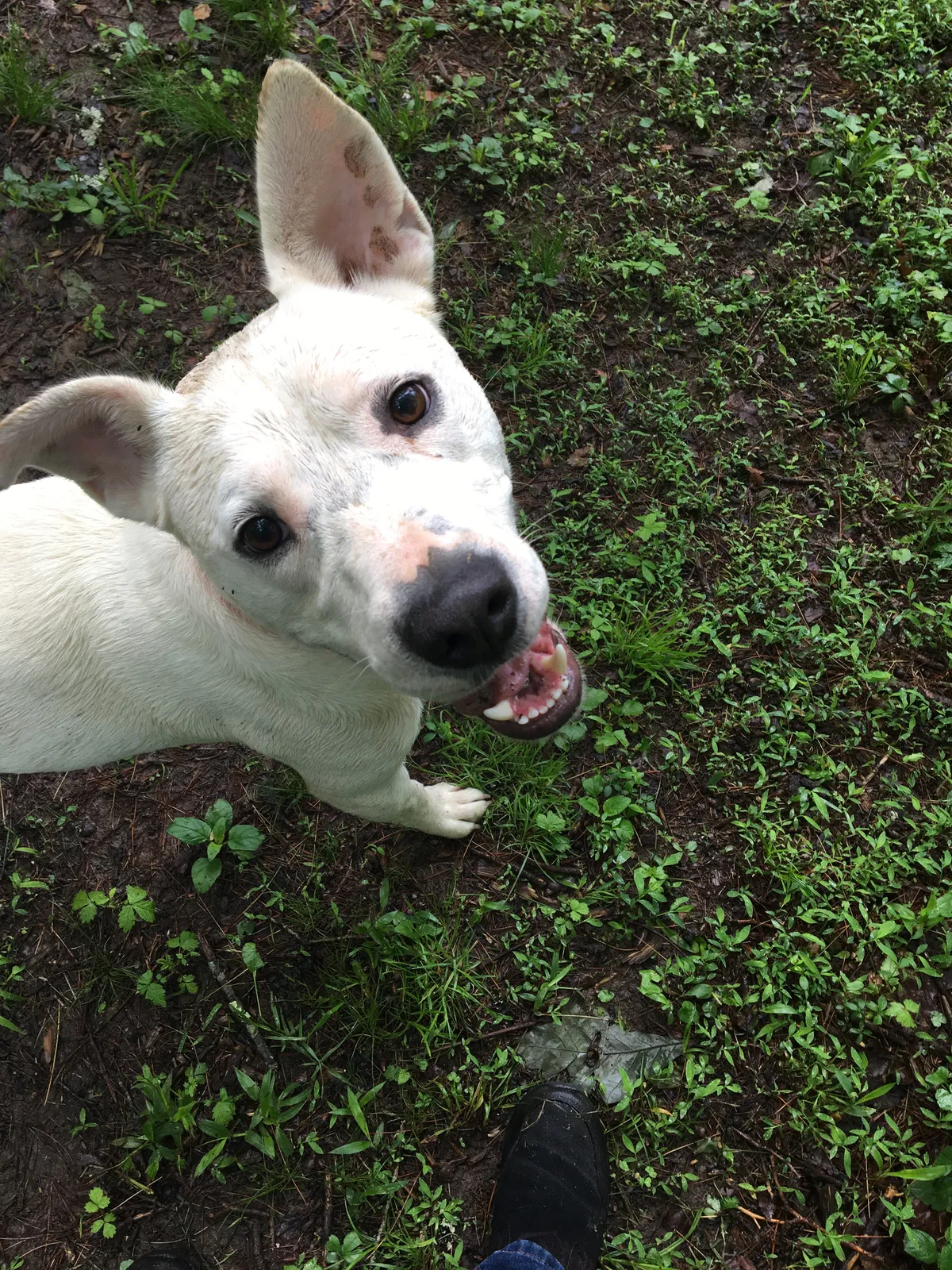 Lost dog in Alexander, NC, 28701