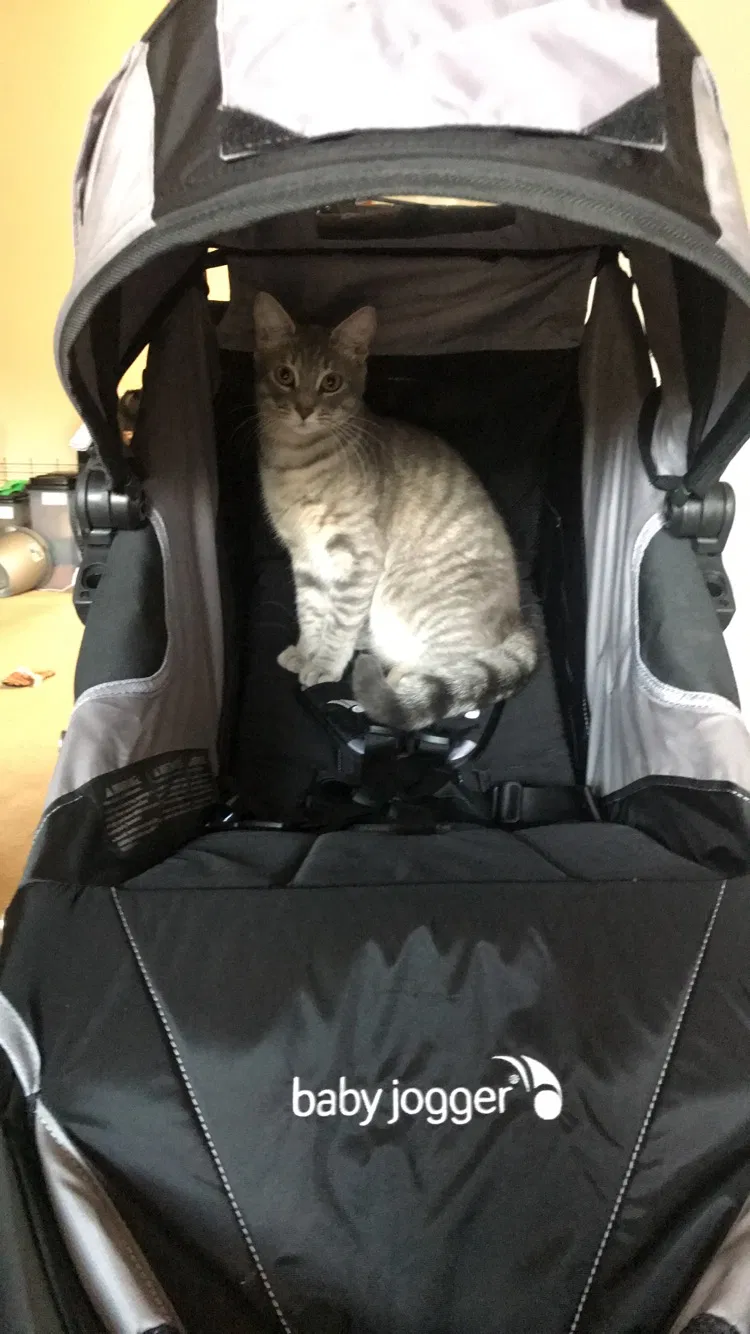 Lost cat in Broadway, NC, 27505