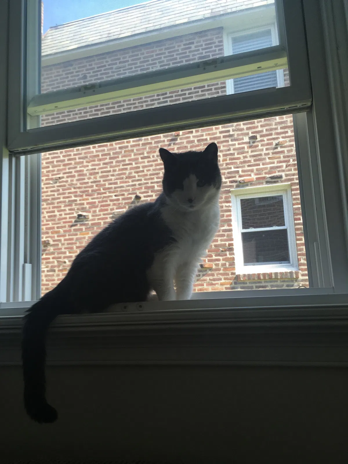 Lost cat in Drexel Hill, PA, 19026