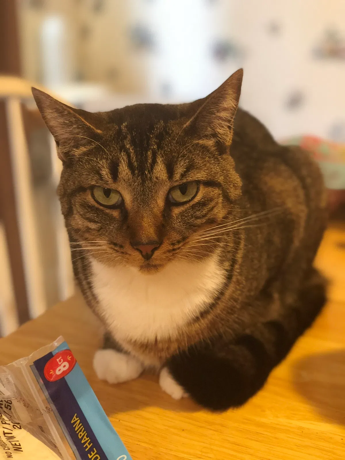Lost cat in Pelzer, SC, 29669