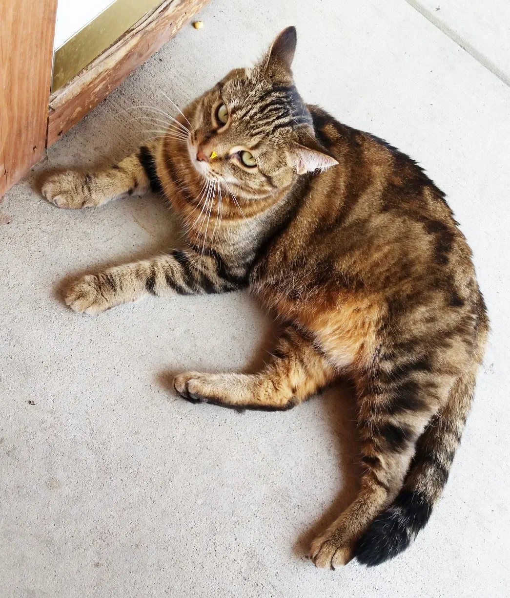 Lost cat in Harwood, ND, 58042