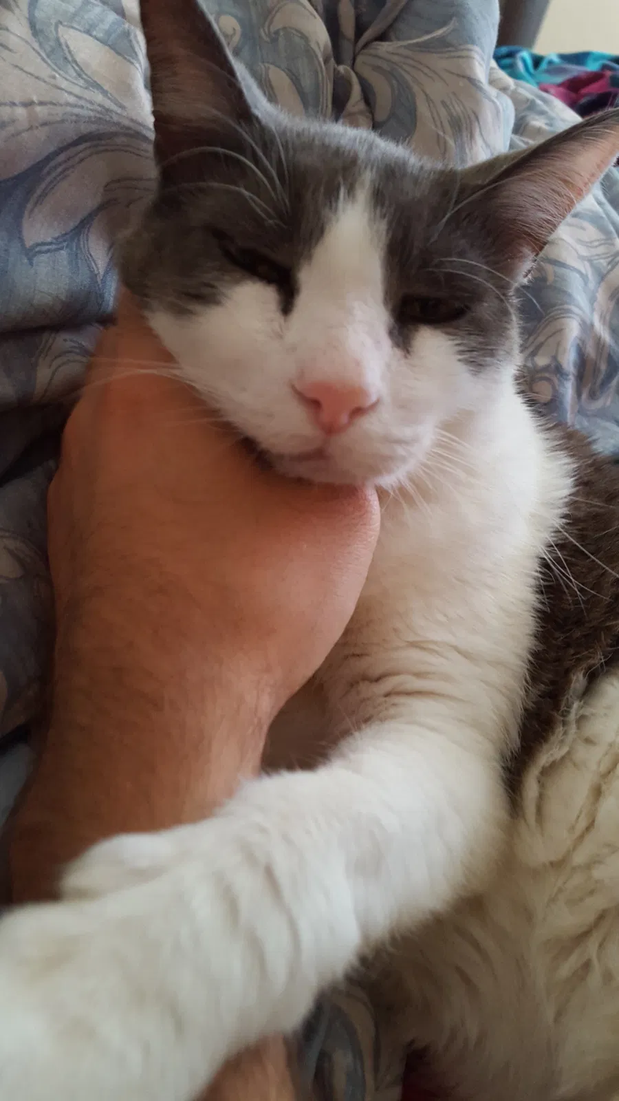 Lost cat in Brigantine, NJ, 8203