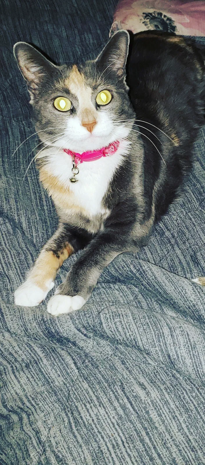 Lost cat in Philadelphia, PA, 19139