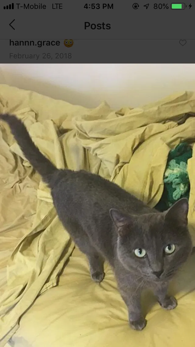 Lost cat in Columbus, OH, 43229
