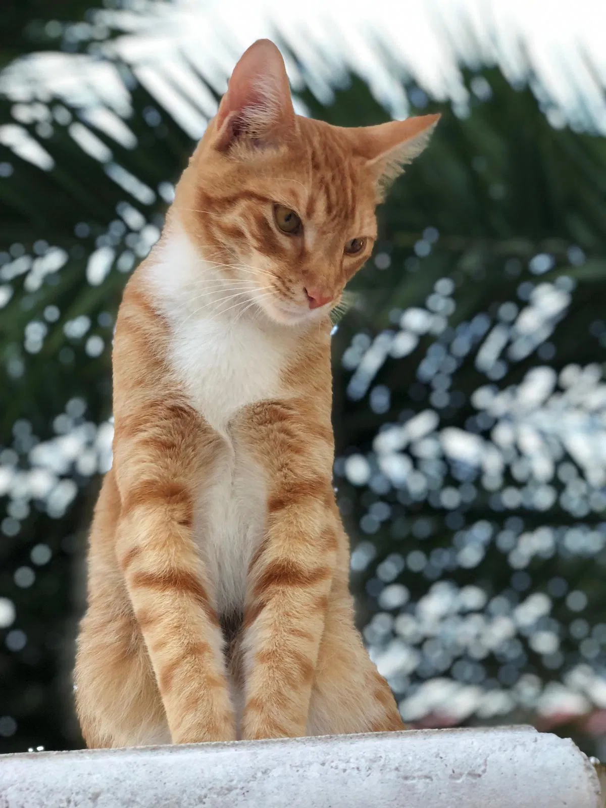 Lost cat in Miami, FL, 33134