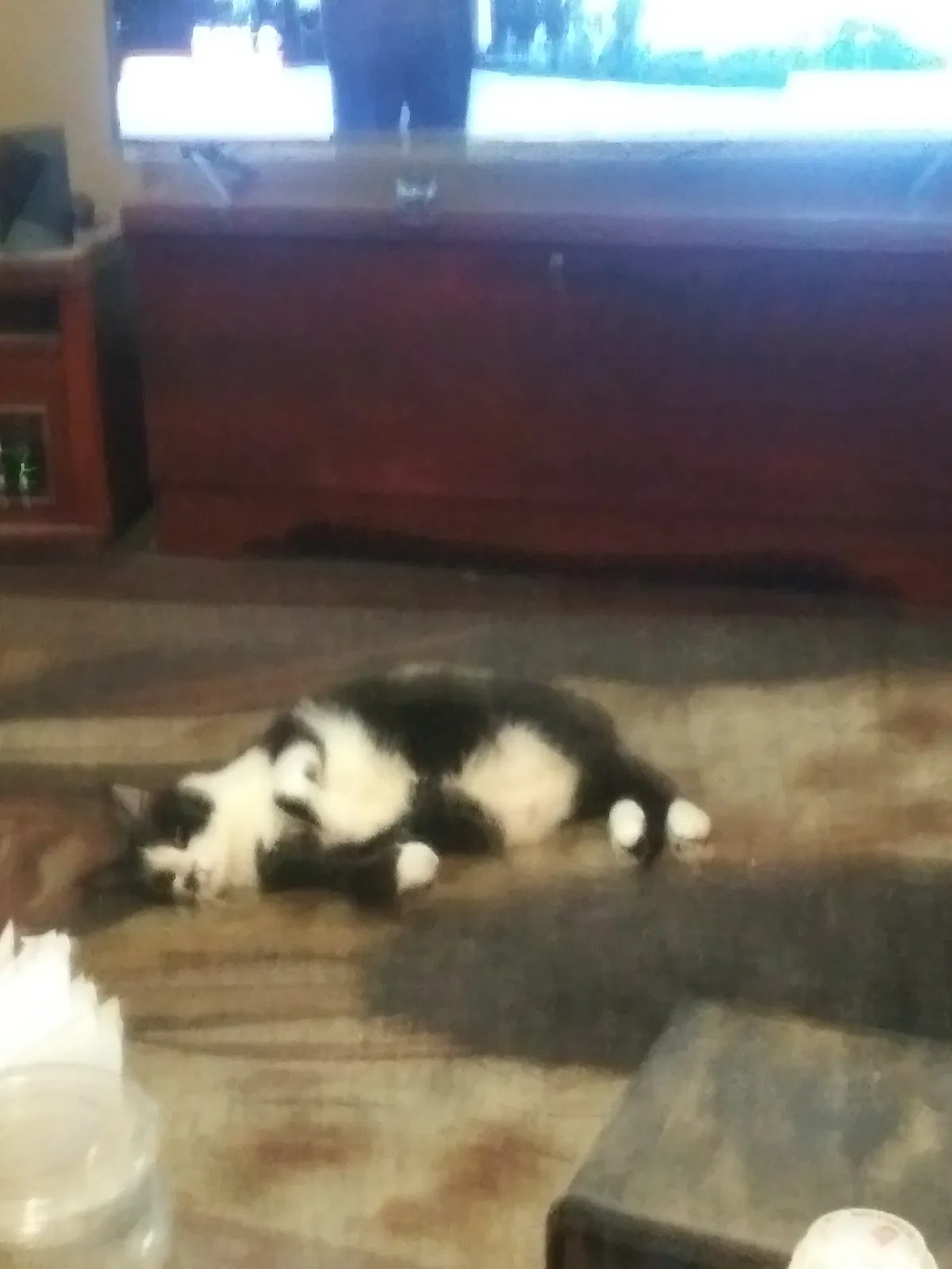 Lost cat in Saint Louis, MO, 63111