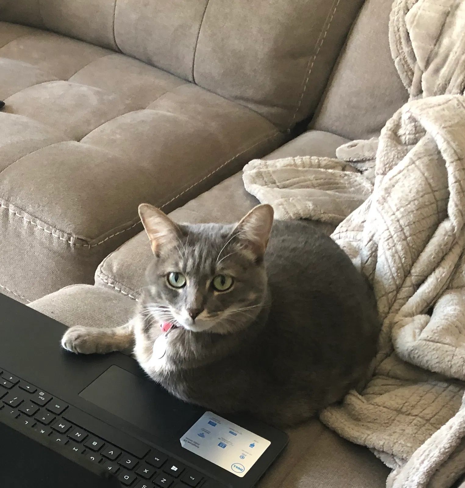 Lost cat in Visalia, CA, 93292