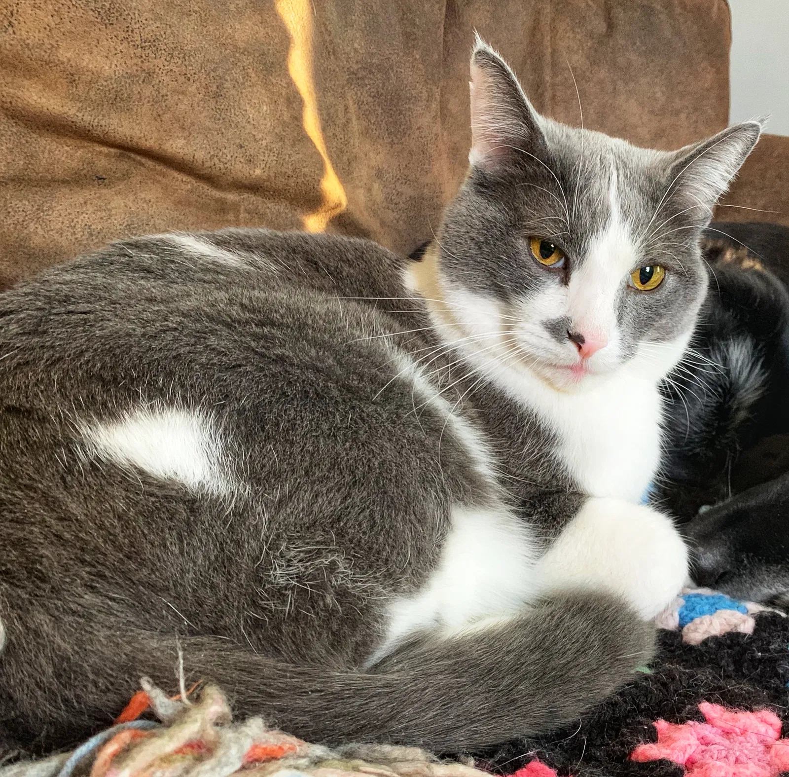 Lost cat in Minneapolis, MN, 55418