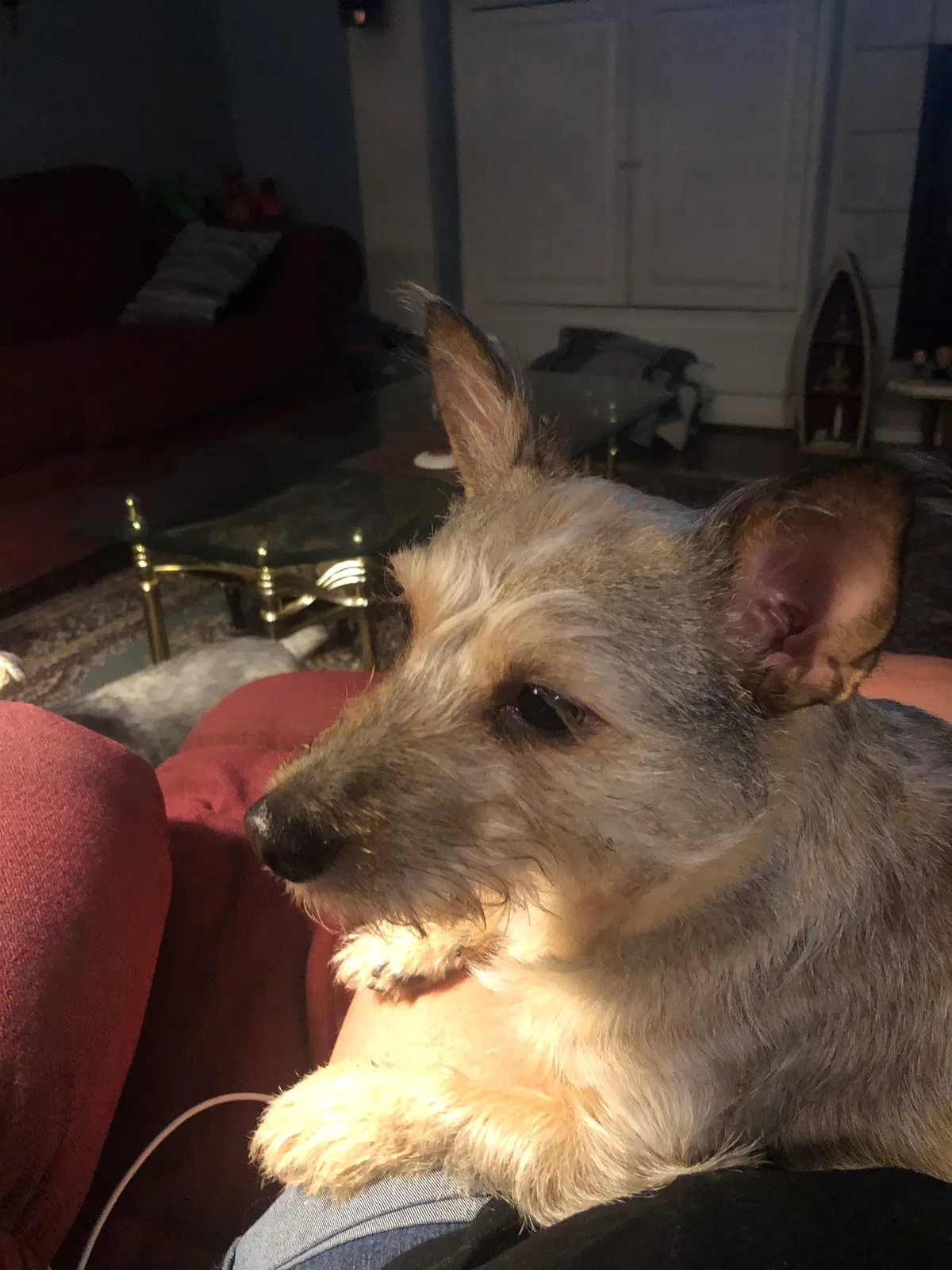 Lost dog in Chesapeake, VA, 23322