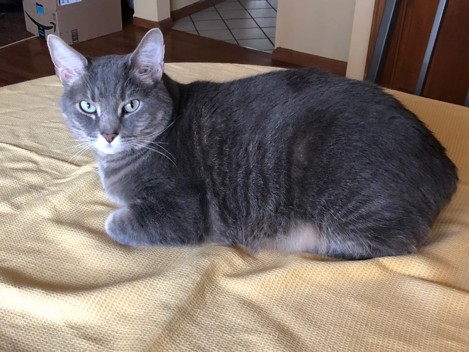 Lost cat in Columbus, OH, 43221