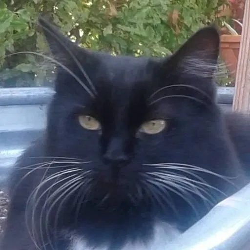 Lost cat in Richmond, CA, 94801