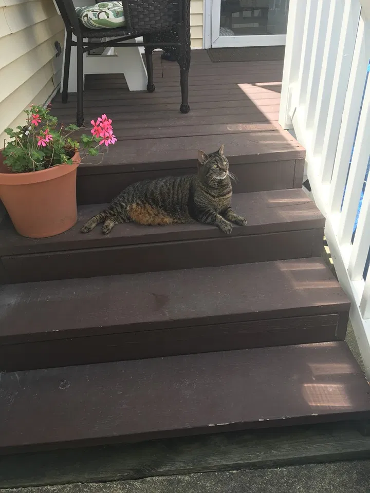 Lost cat in Ocean City, MD, 21842