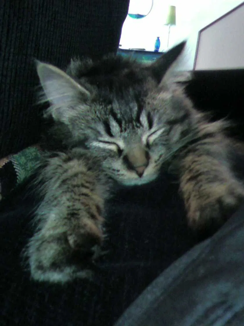 Lost cat in Ann Arbor, MI, 48103
