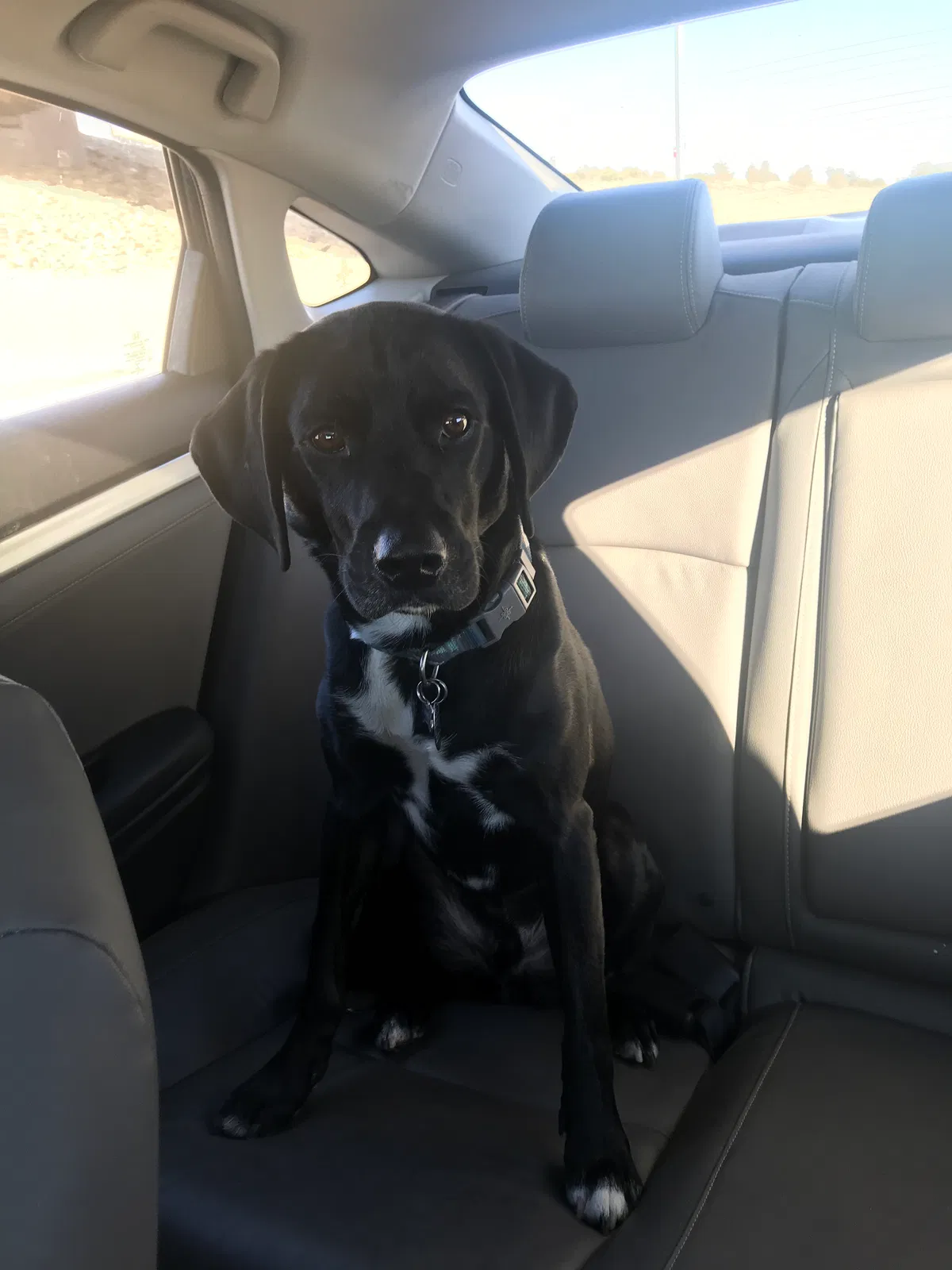 Lost dog in Lewistown, OH, 43333