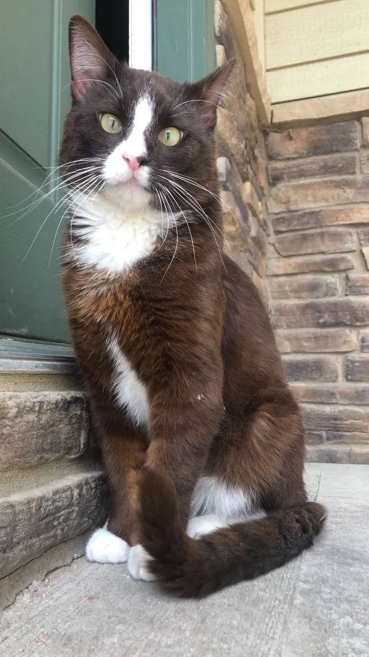 Lost cat in Fort Collins, CO, 80521