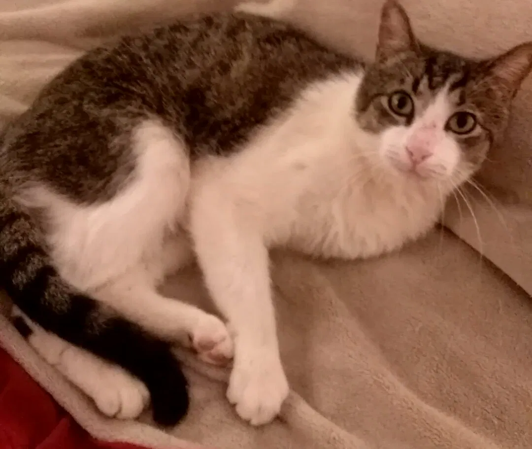 Lost cat in Atlanta, GA, 30329