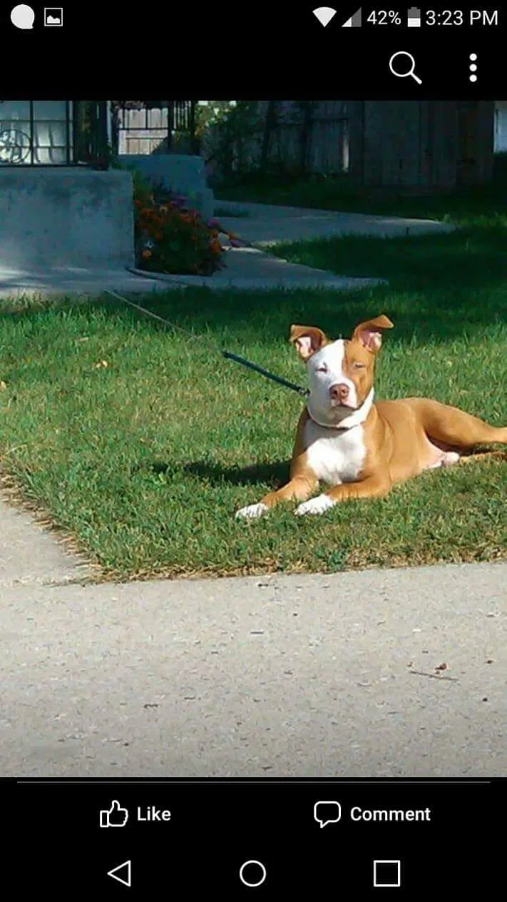 Lost dog in Milwaukee, WI, 53219