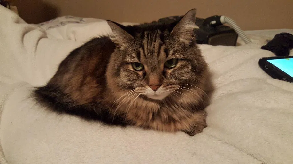 Lost cat in Minneapolis, MN, 55434