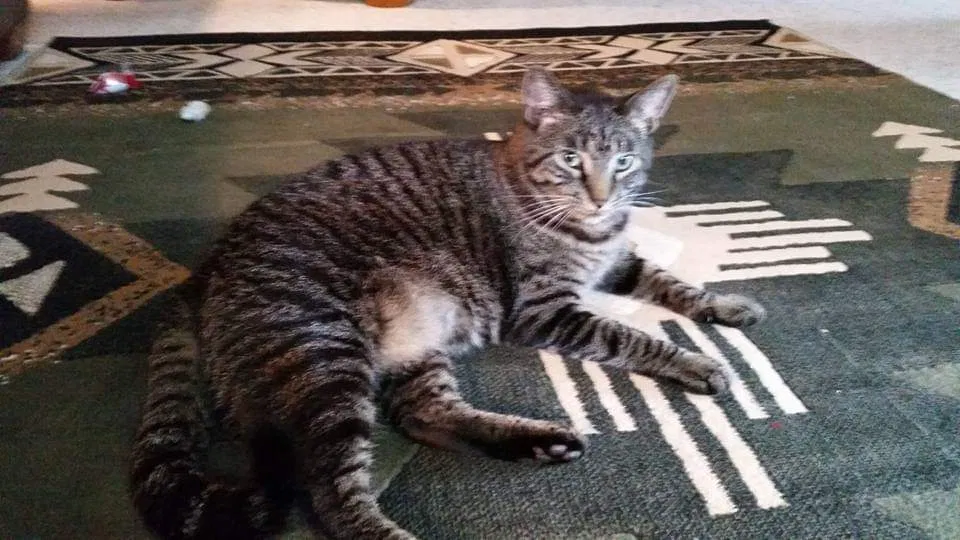 Lost cat in Scandia, MN, 55073