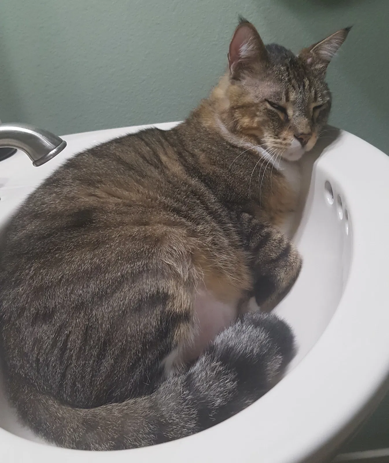 Lost cat in Cypress, TX, 77433