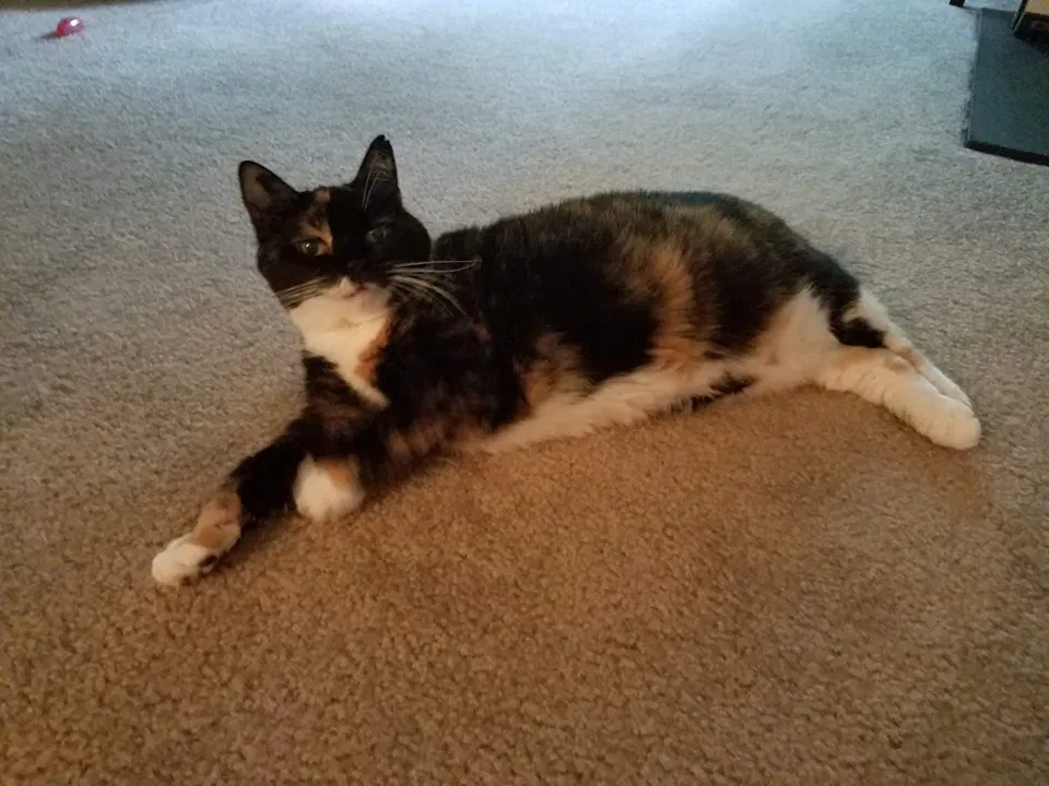 Lost cat in Mount Laurel, NJ, 8054