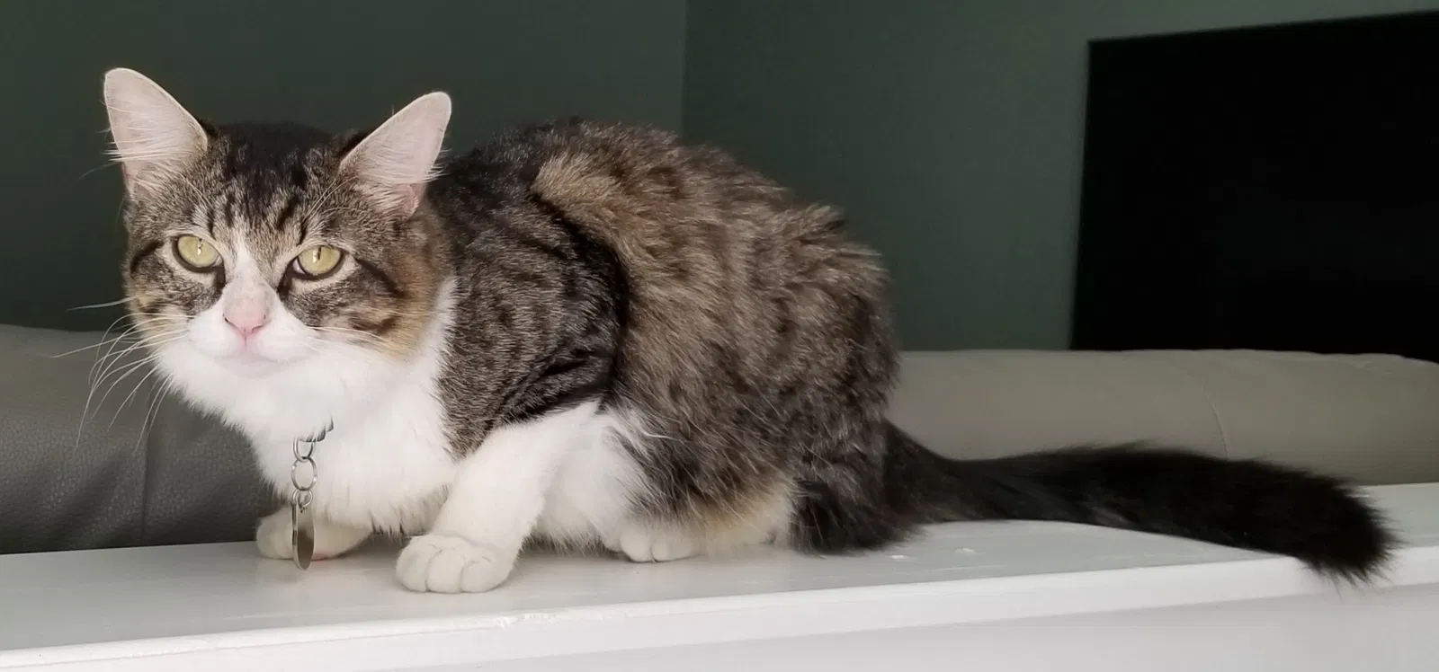 Lost cat in Katy, TX, 77449