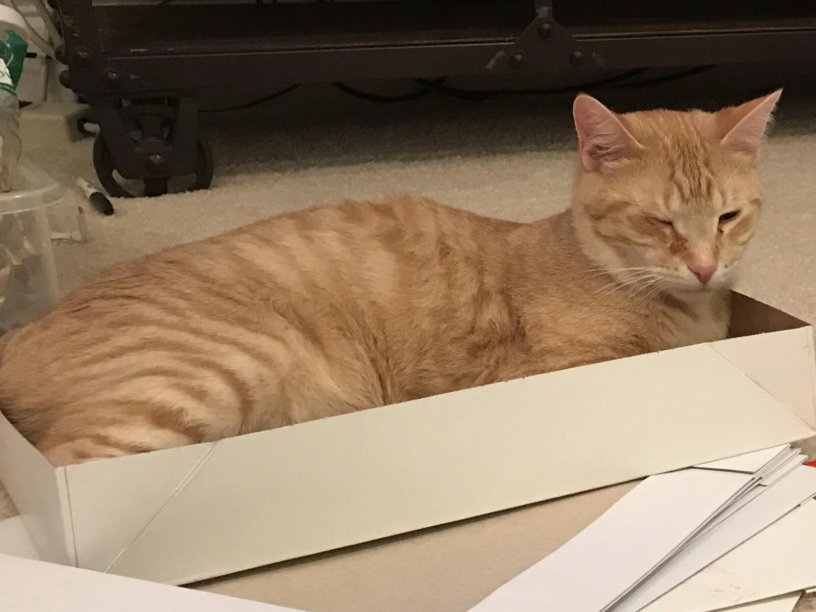 Lost cat in Mc Cordsville, IN, 46055