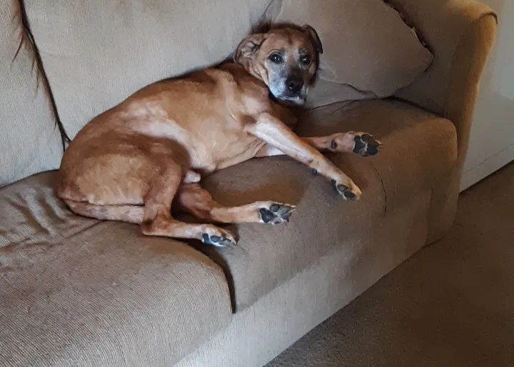 Lost dog in New Bern, NC, 28562