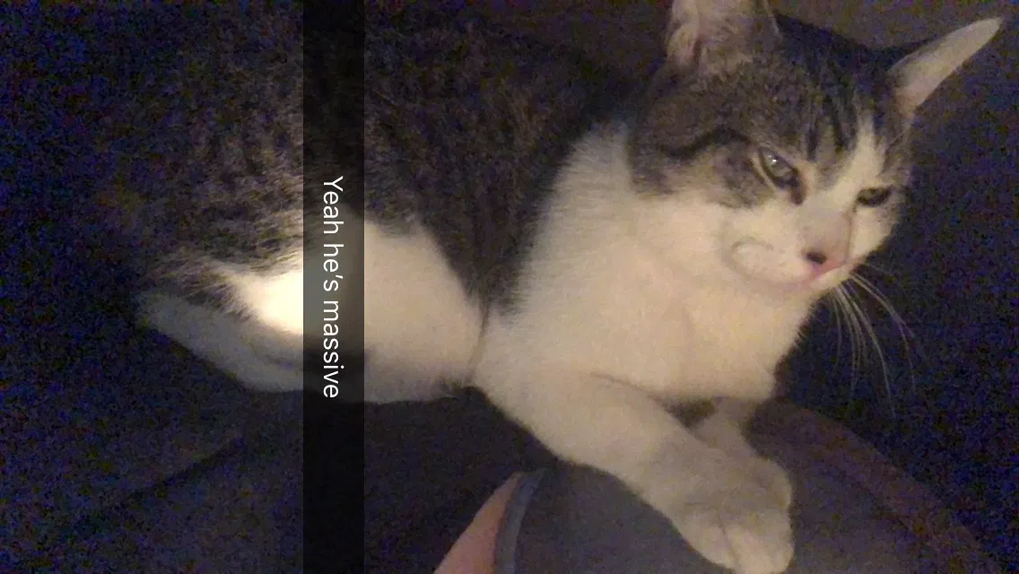 Lost cat in Syracuse, NY, 13203