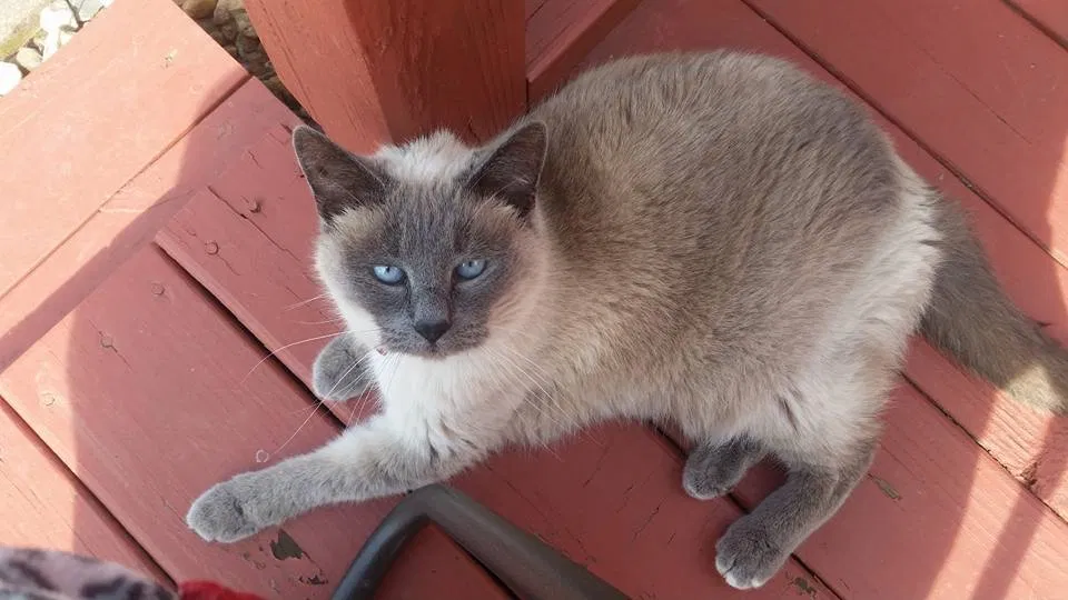 Missing Cat