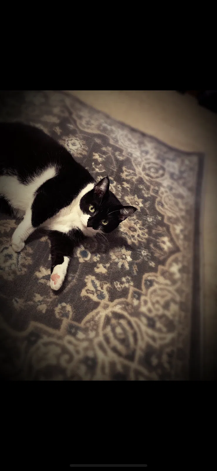 Lost cat in Gillsville, GA, 30543