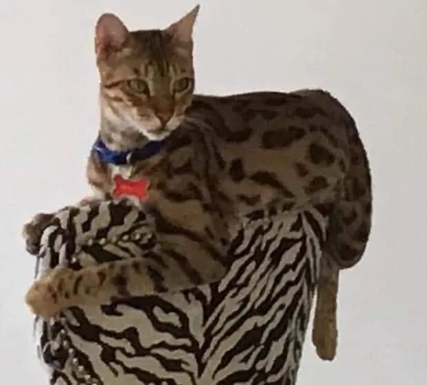 Lost cat in Seminole, FL, 33776