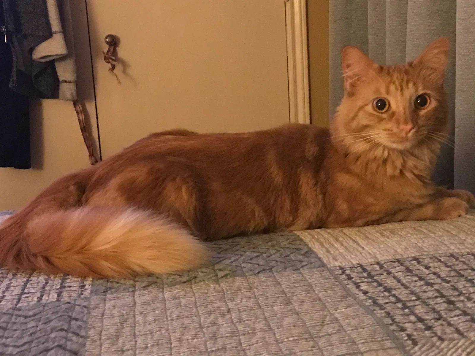 Lost cat in North Richland Hills, TX, 76180
