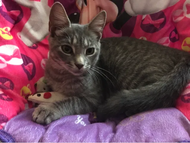 Lost cat in Edison, NJ, 8817