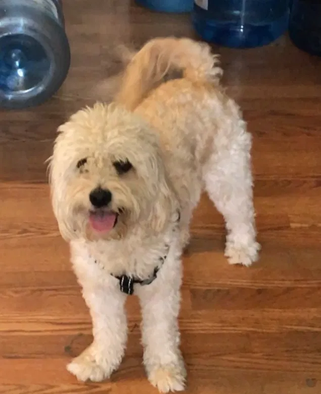 Lost dog in Ontario, CA, 91764