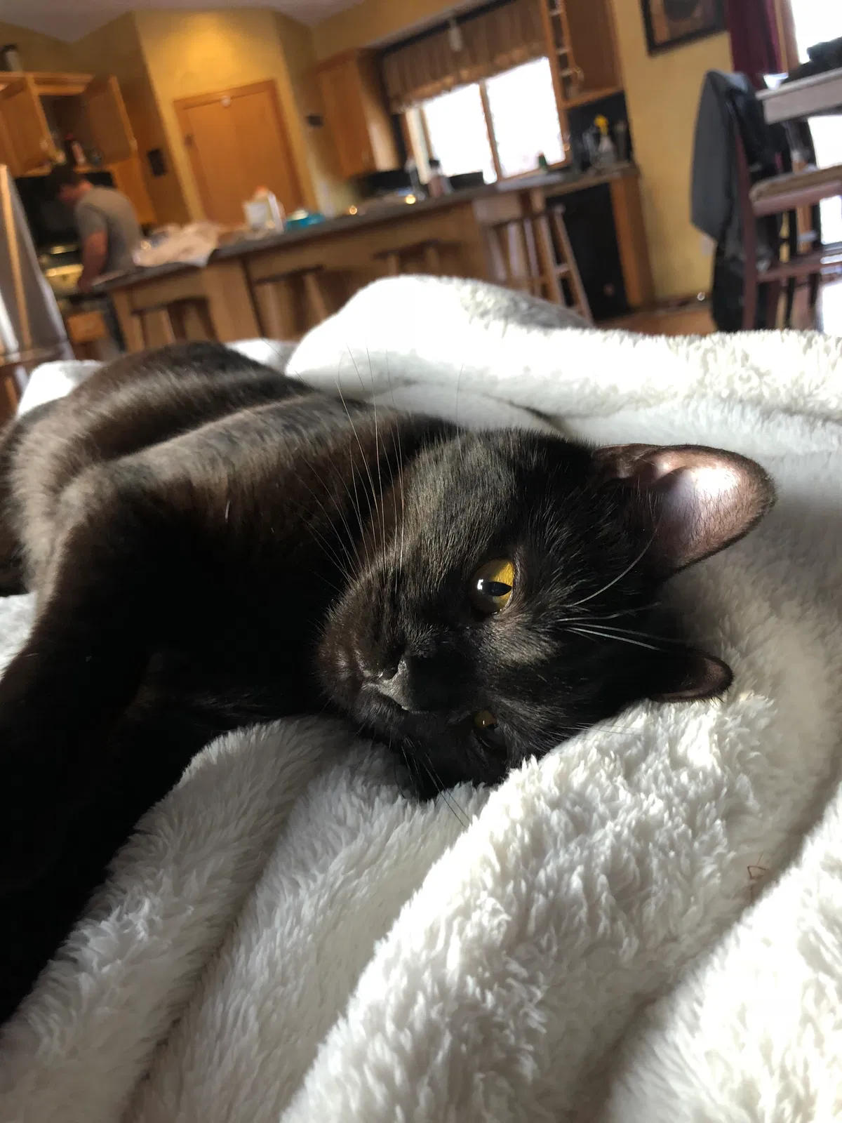 Lost cat in Elk River, MN, 55330