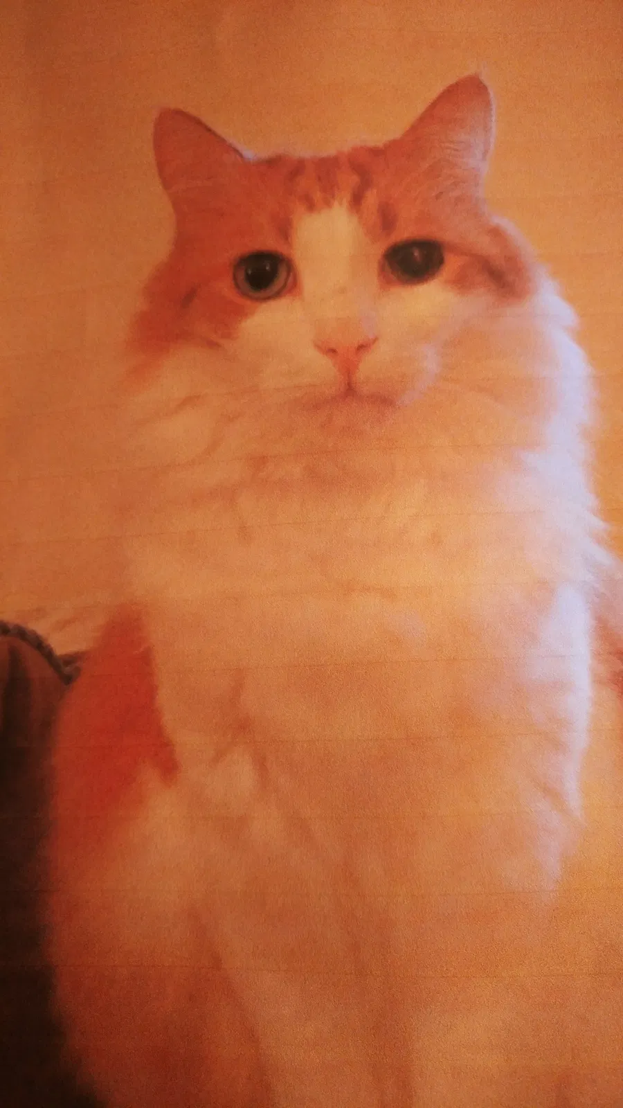 Lost cat in Toms River, NJ, 8753