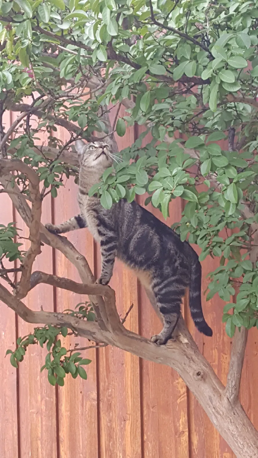 Lost cat in Mckinney, TX, 75070