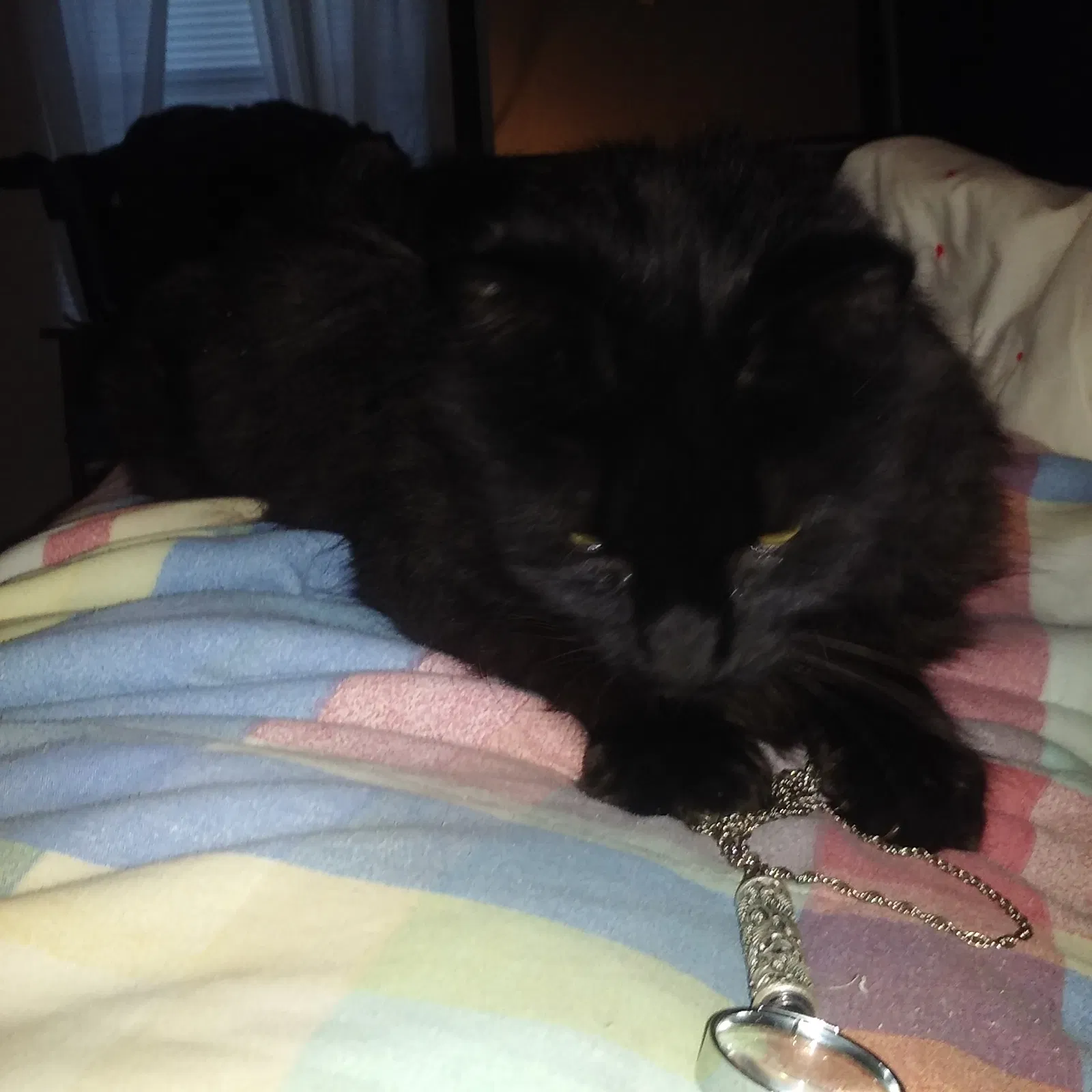 Lost cat in Abingdon, VA, 24210