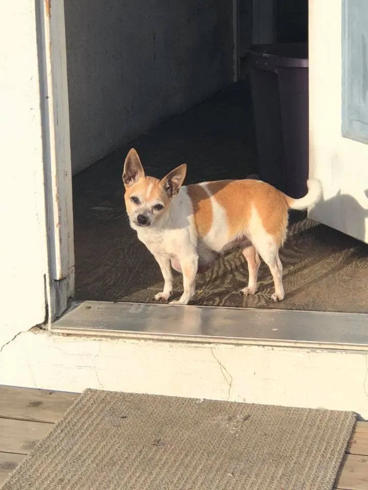 Lost dog in Salinas, CA, 93905