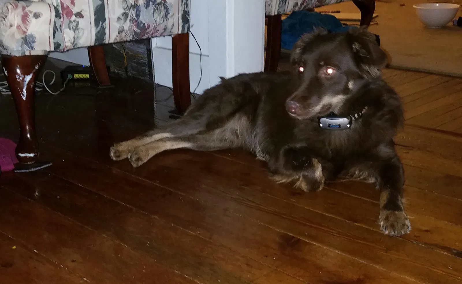 Lost dog in Albion, MI, 49224