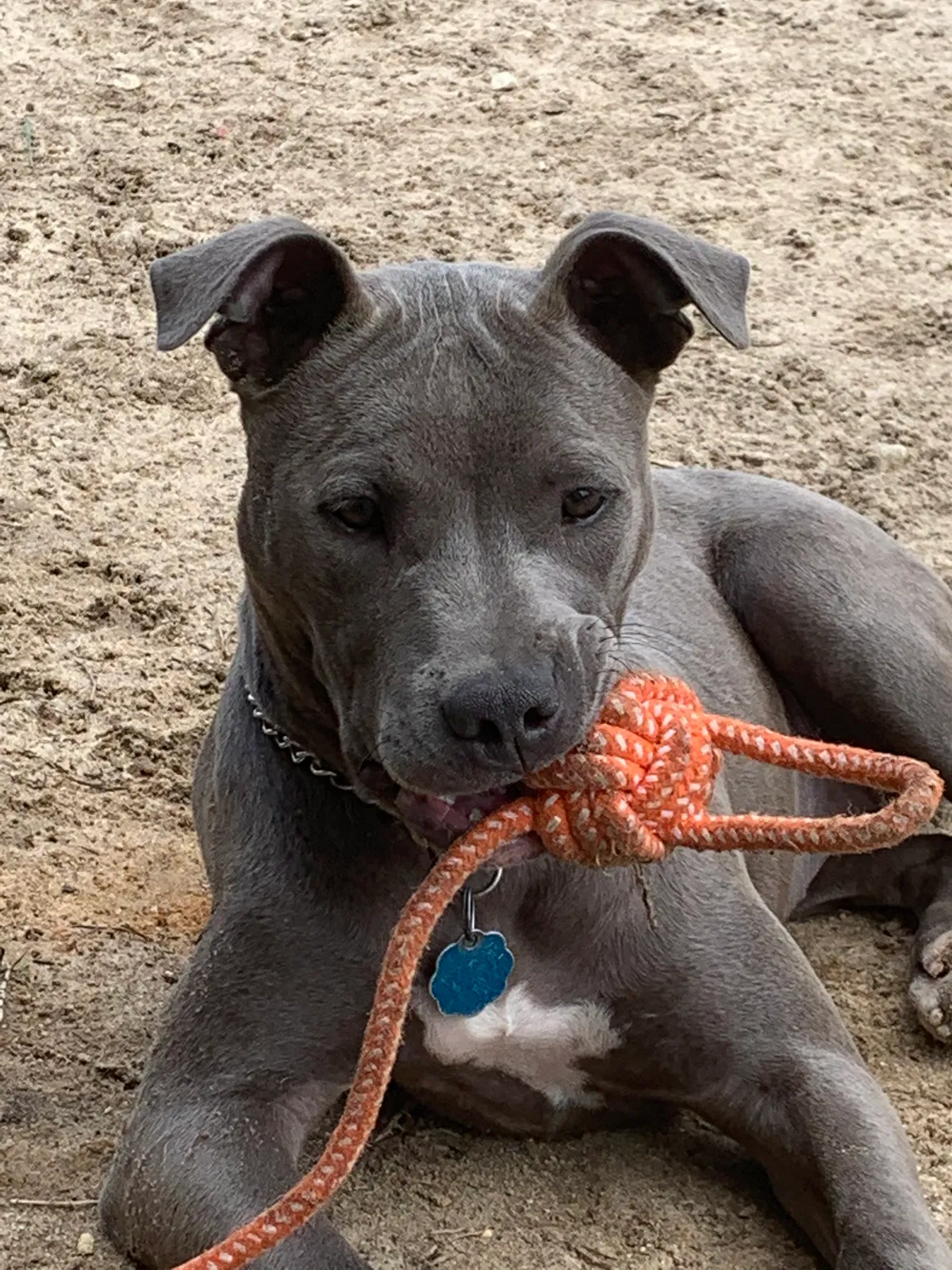 Lost dog in Unknown, NC, 28426