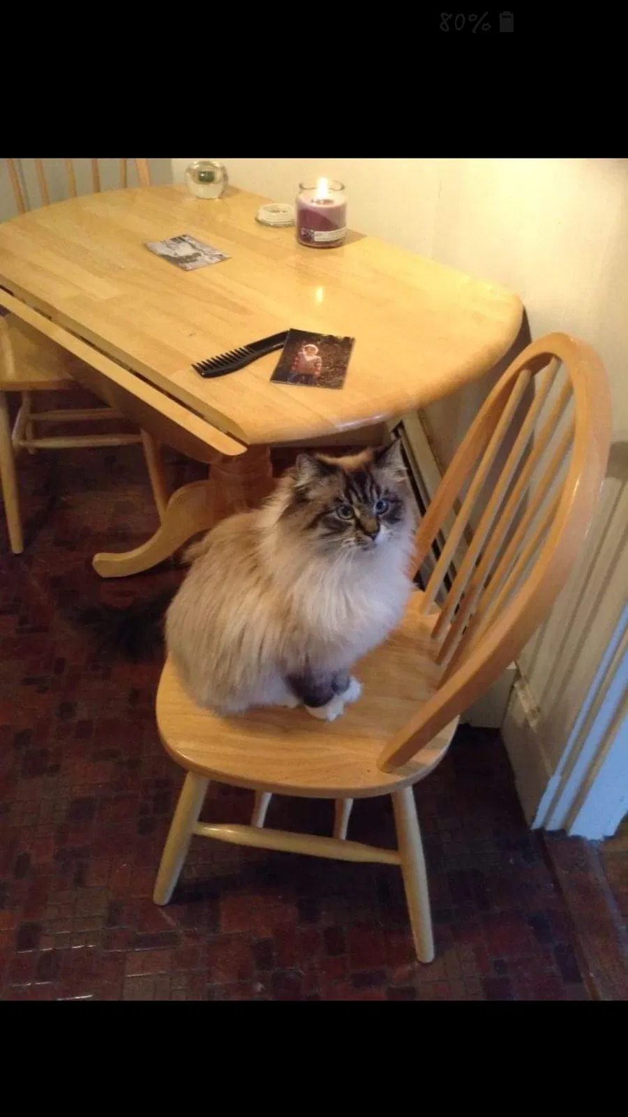 Lost cat in Westbrook, ME, 4092