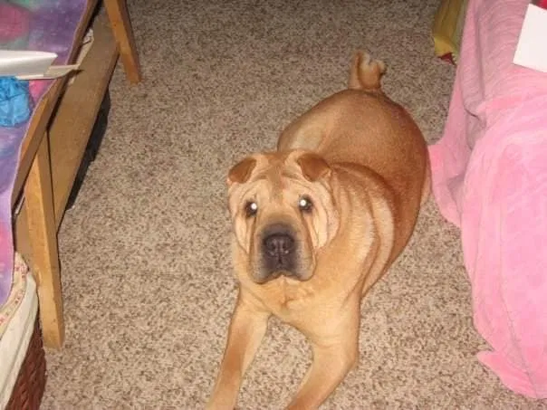 Lost dog in Gretna, VA, 24557