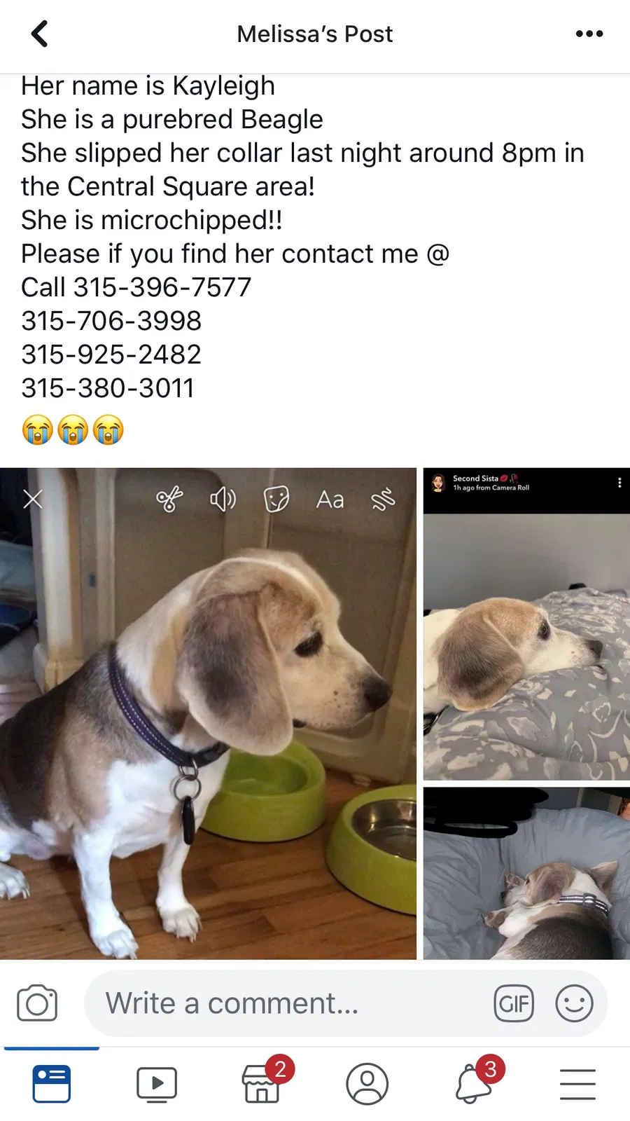 Lost dog in Central Square, NY, 13036